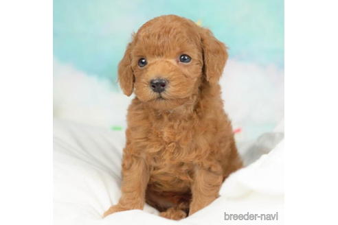 成約済の千葉県のトイプードル-211967の4枚目